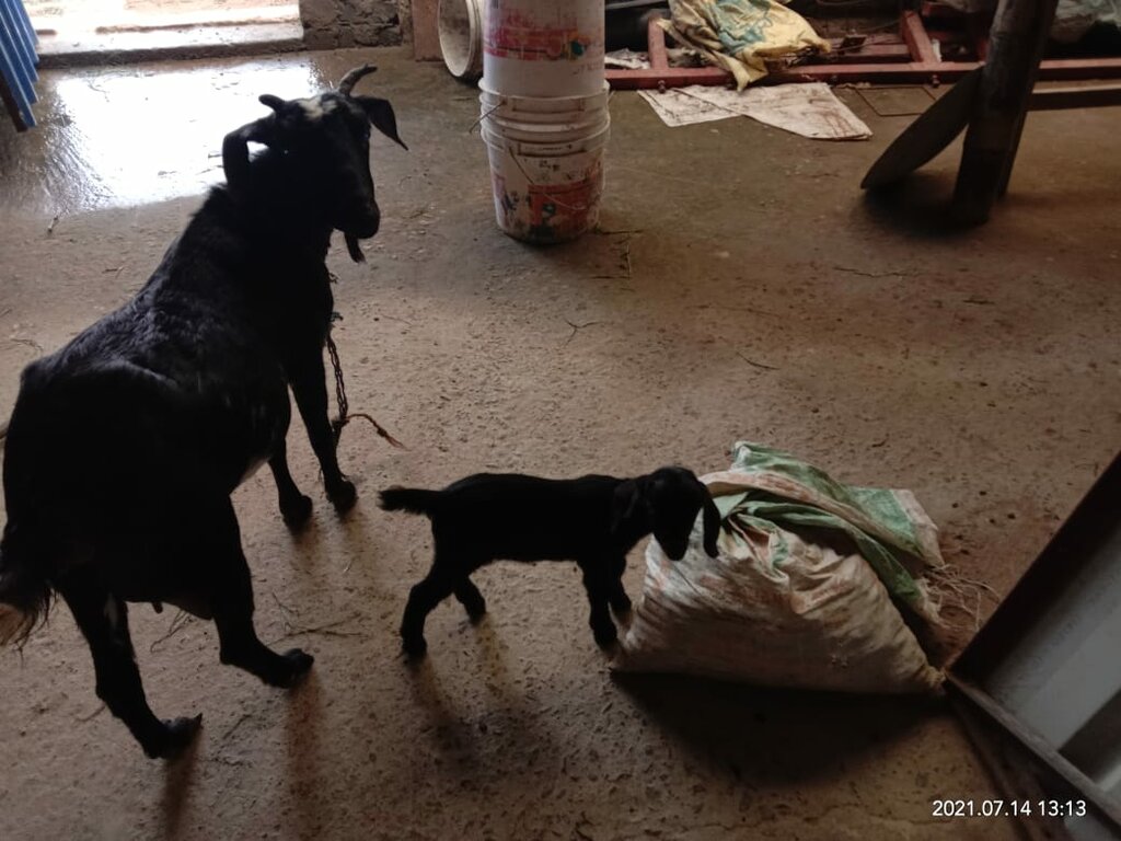 Die gekauften Ziegen werden gefüttert