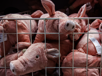 Stoffschweine symbolisieren Massentierhaltung