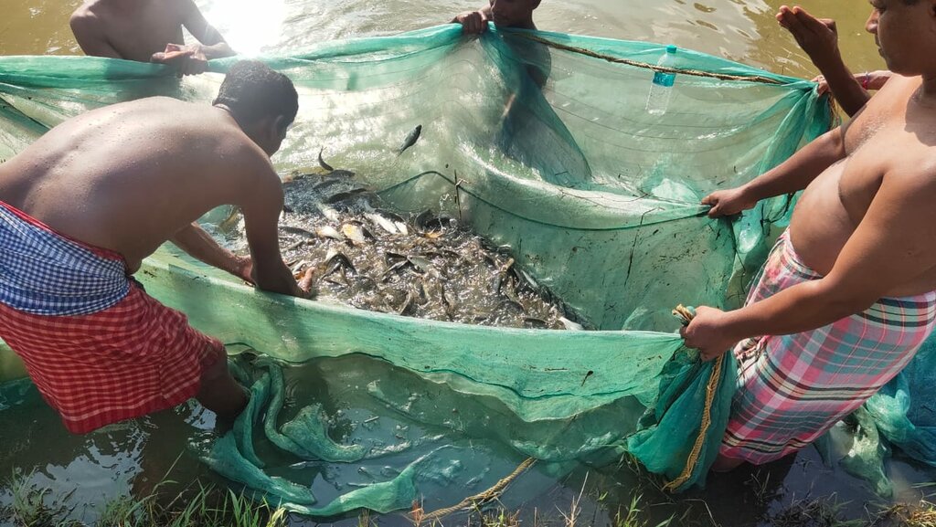 Die ersten Netze sind voll mit selbst gezogenem Fisch.