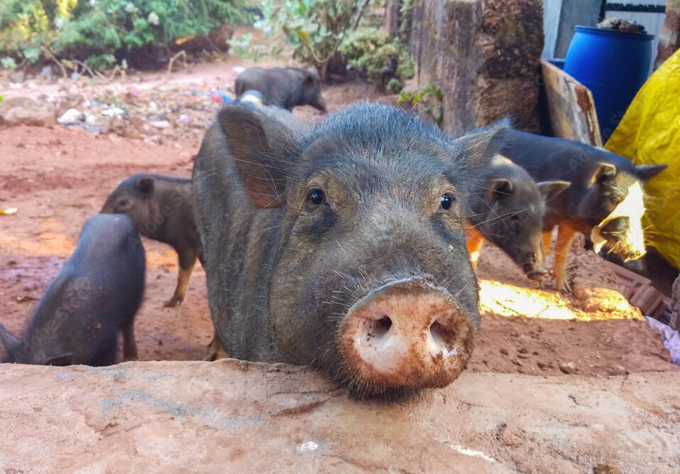 Ghungroo Schwein Nordbengalen