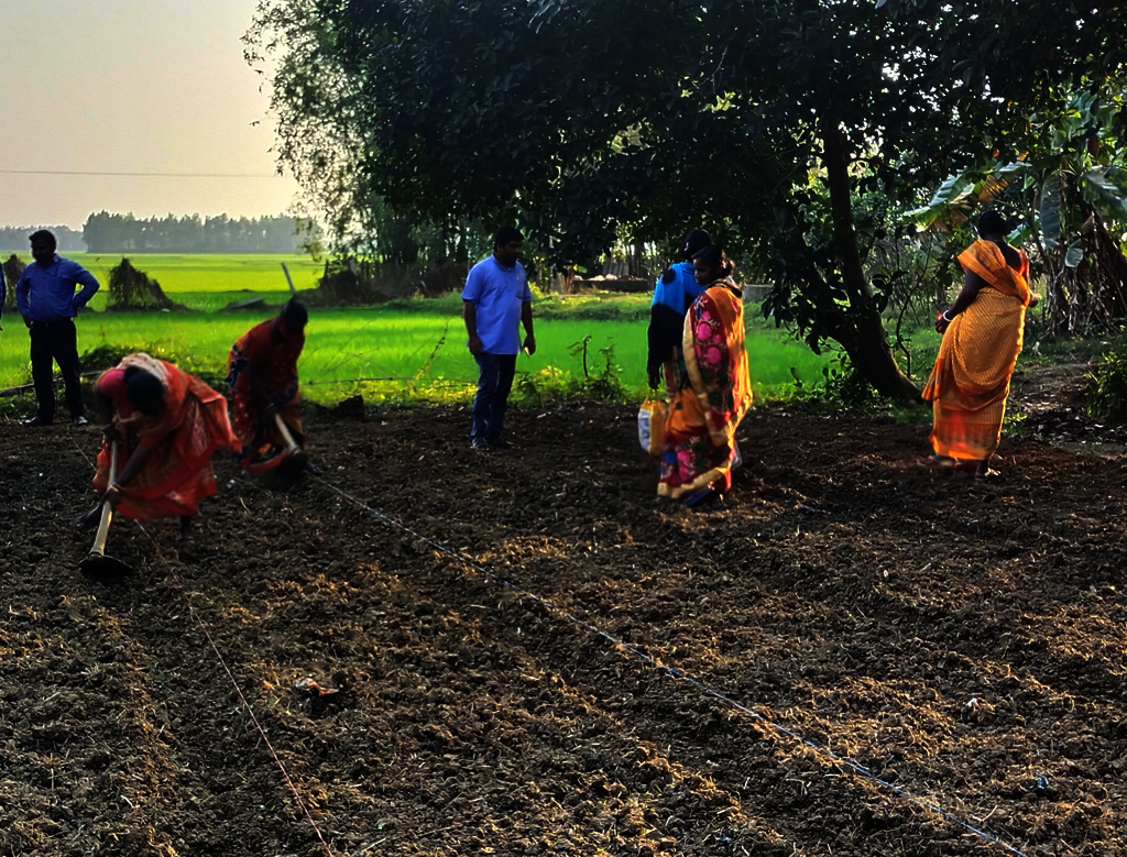 Grüne Oasen blühen auf
